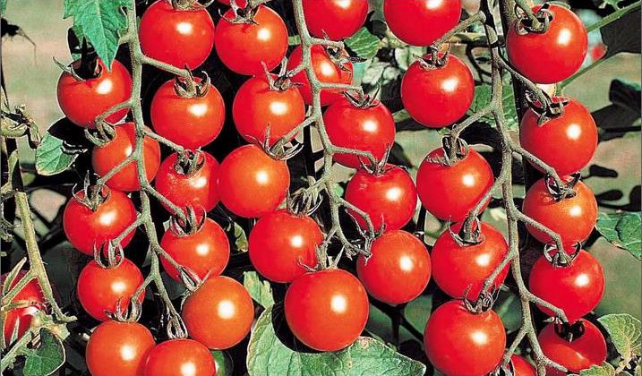 Как-выращивать-помидоры-717x420.jpeg